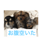 チワワとヨークシャーテリア（個別スタンプ：12）