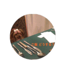 チワワとヨークシャーテリア（個別スタンプ：14）