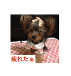 チワワとヨークシャーテリア（個別スタンプ：16）