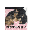 チワワとヨークシャーテリア（個別スタンプ：20）