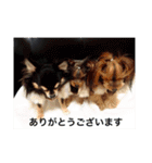 チワワとヨークシャーテリア（個別スタンプ：22）