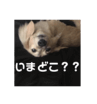 わんちゃんずの挨拶言葉（個別スタンプ：2）