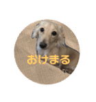 わんちゃんずの挨拶言葉（個別スタンプ：3）