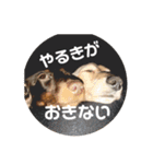 わんちゃんずの挨拶言葉（個別スタンプ：6）