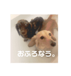 わんちゃんずの挨拶言葉（個別スタンプ：7）