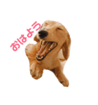 わんちゃんずの挨拶言葉（個別スタンプ：8）
