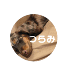 わんちゃんずの挨拶言葉（個別スタンプ：12）
