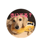 わんちゃんずの挨拶言葉（個別スタンプ：13）