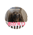 わんちゃんずの挨拶言葉（個別スタンプ：14）