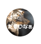 わんちゃんずの挨拶言葉（個別スタンプ：15）