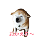 くぅさま（個別スタンプ：1）