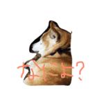 くぅさま（個別スタンプ：5）
