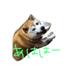 くぅさま（個別スタンプ：9）