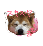 くぅさま（個別スタンプ：10）