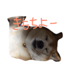 くぅさま（個別スタンプ：11）
