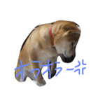 くぅさま（個別スタンプ：15）