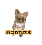愛犬くぅちゃん（個別スタンプ：1）