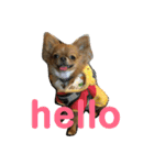 愛犬くぅちゃん（個別スタンプ：2）