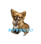 愛犬くぅちゃん（個別スタンプ：3）