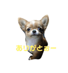 愛犬くぅちゃん（個別スタンプ：4）