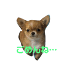 愛犬くぅちゃん（個別スタンプ：5）