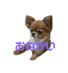 愛犬くぅちゃん（個別スタンプ：6）
