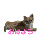 愛犬くぅちゃん（個別スタンプ：7）