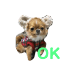 愛犬くぅちゃん（個別スタンプ：8）
