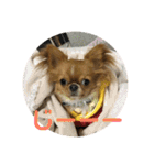 愛犬くぅちゃん（個別スタンプ：9）
