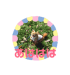 愛犬くぅちゃん（個別スタンプ：10）