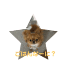 愛犬くぅちゃん（個別スタンプ：11）