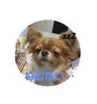 愛犬くぅちゃん（個別スタンプ：12）