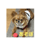 愛犬くぅちゃん（個別スタンプ：13）
