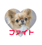 愛犬くぅちゃん（個別スタンプ：14）