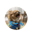 愛犬くぅちゃん（個別スタンプ：17）