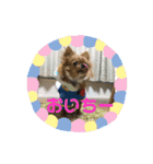 愛犬くぅちゃん（個別スタンプ：19）