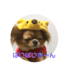 愛犬くぅちゃん（個別スタンプ：20）