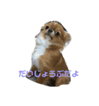 愛犬くぅちゃん（個別スタンプ：23）