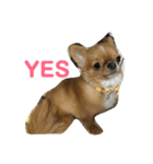 愛犬くぅちゃん（個別スタンプ：24）