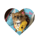 愛犬くぅちゃん（個別スタンプ：26）