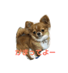 愛犬くぅちゃん（個別スタンプ：27）