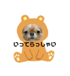 愛犬くぅちゃん（個別スタンプ：30）