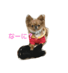 愛犬くぅちゃん（個別スタンプ：31）