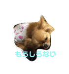 愛犬くぅちゃん（個別スタンプ：32）