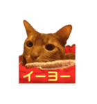 ちゃまどぅスタンプ（個別スタンプ：2）