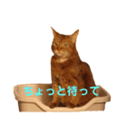 ちゃまどぅスタンプ（個別スタンプ：13）