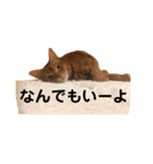 ちゃまどぅスタンプ（個別スタンプ：23）
