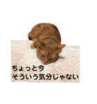 ちゃまどぅスタンプ（個別スタンプ：25）