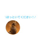 ちゃまどぅスタンプ（個別スタンプ：26）