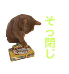 ちゃまどぅスタンプ（個別スタンプ：30）